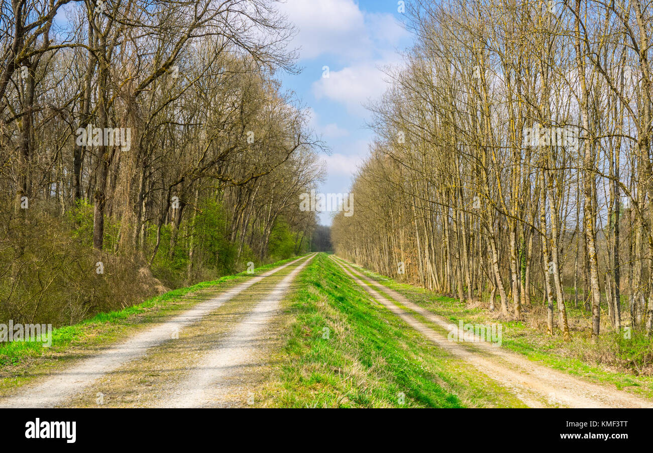 Due strade parallele in primavera Foto Stock Due strade parallele in primavera Foto Stock