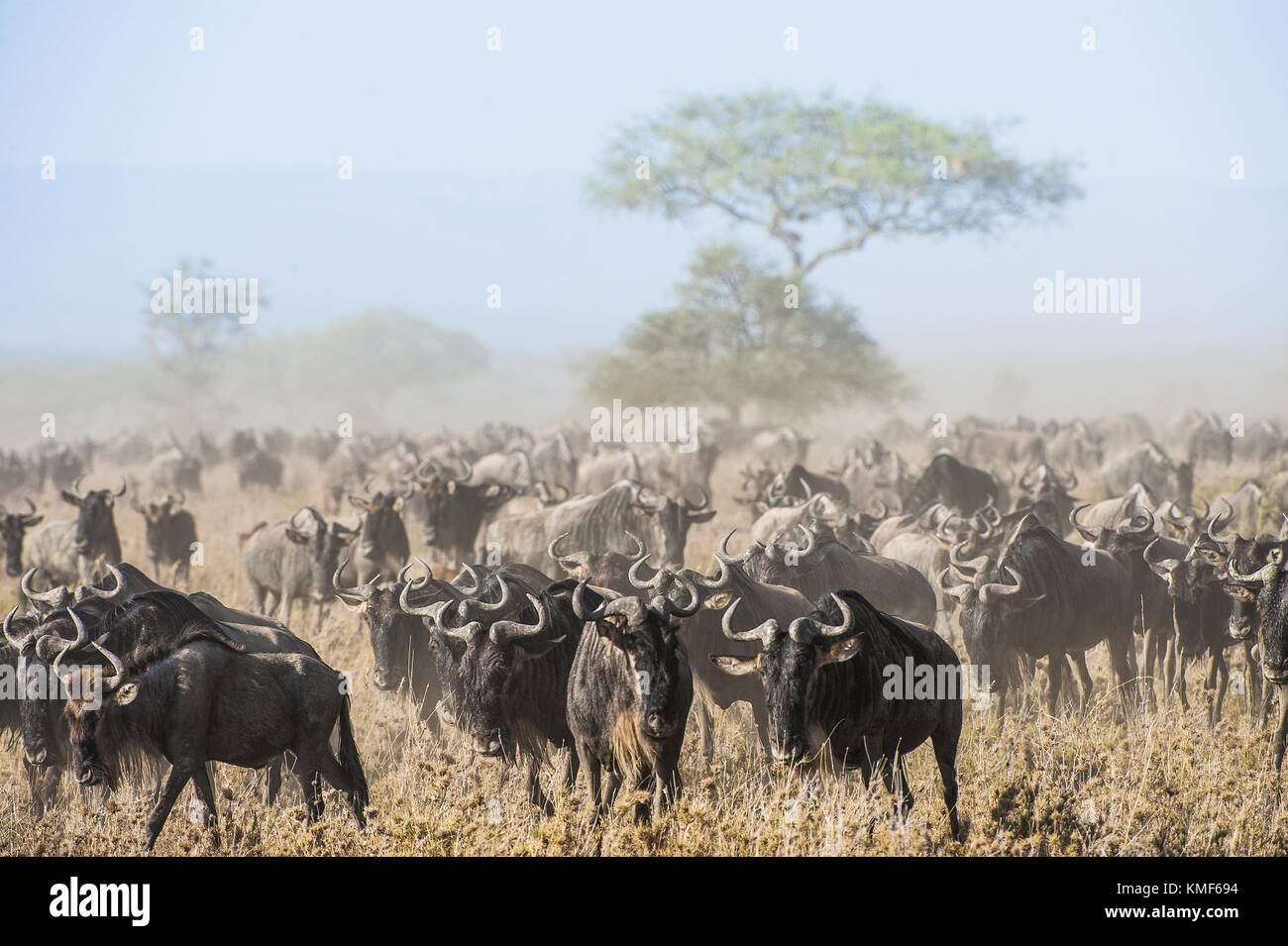 Gnu migrazione. la mandria di migrazione di antilopi va sulla savana polverosa. Il wildebeests, chiamato anche gnus o wildebai, sono un genere di antilopi, Foto Stock
