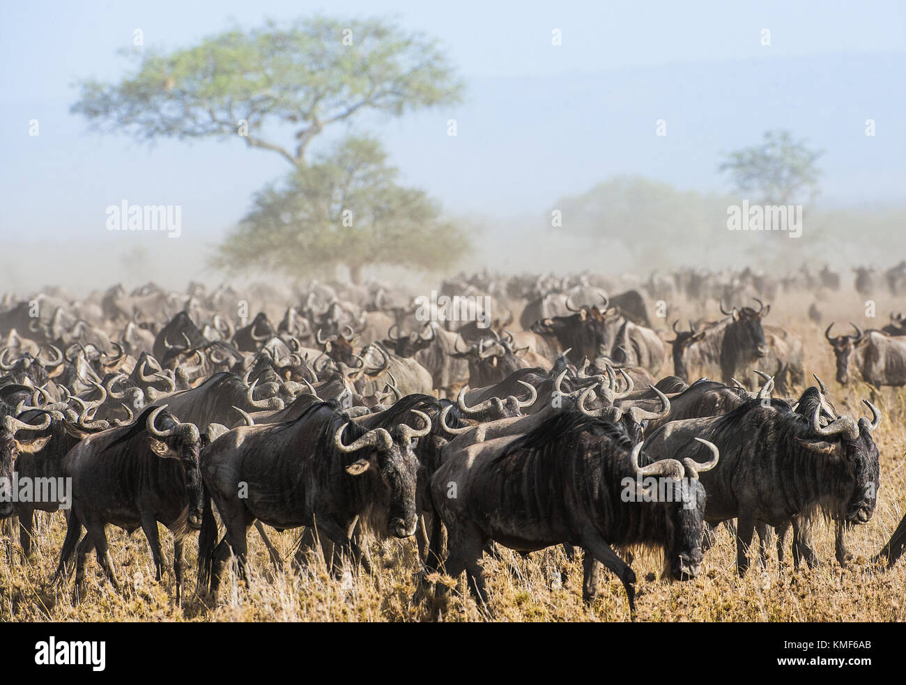 Gnu migrazione. la mandria di migrazione di antilopi va sulla savana polverosa. Il wildebeests, chiamato anche gnus o wildebai, sono un genere di antilopi, Foto Stock