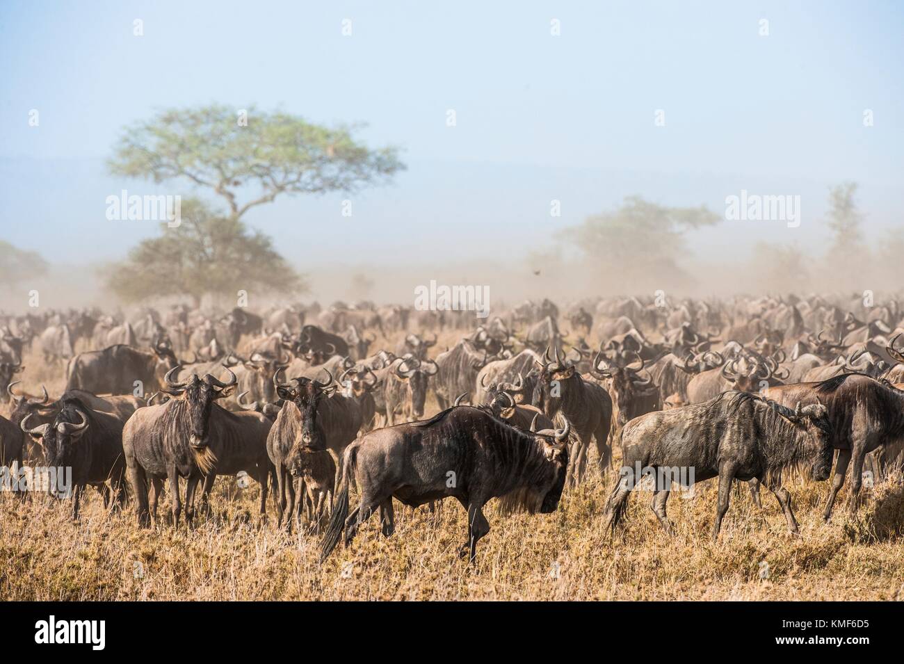 Migrazione di GNU. La mandria di migrazione di antilopi va sulla savana polverosa. Il wildebeests, chiamato anche gnus o wildebai, sono un genere di antilopi, Foto Stock