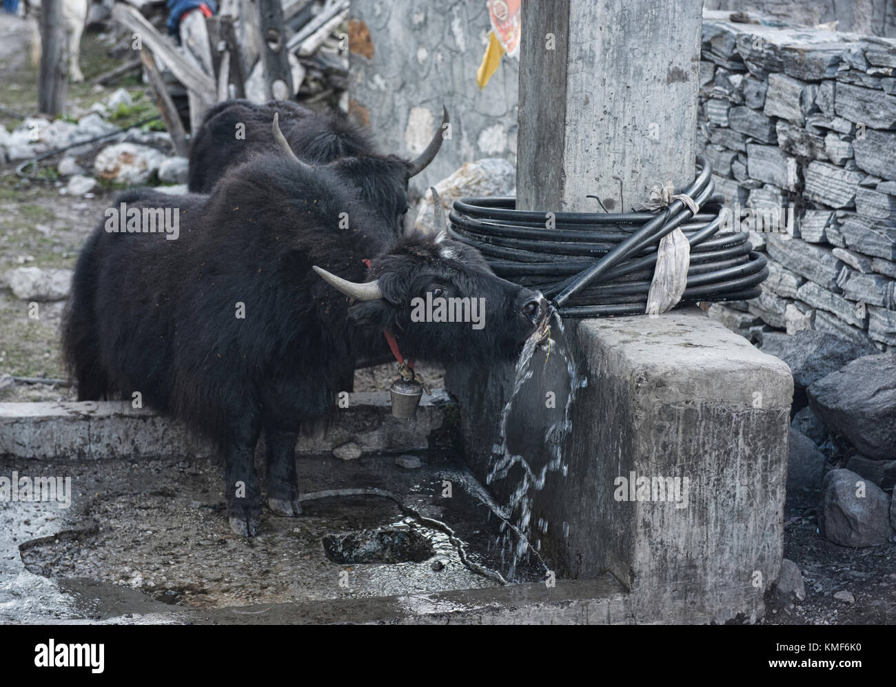 Sete yak, samagaon village, circuito di Manaslu, Nepal Foto Stock