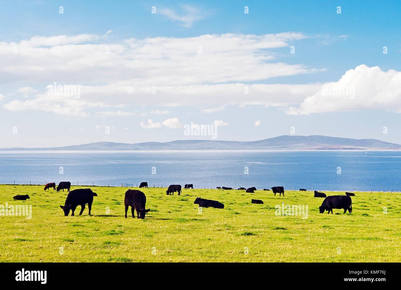 NW su Scapa flusso dal vicino a Santa Margherita la speranza sull isola di South Ronaldsay, isole Orcadi, Scozia. Il pascolo di bestiame al pascolo estivo Foto Stock