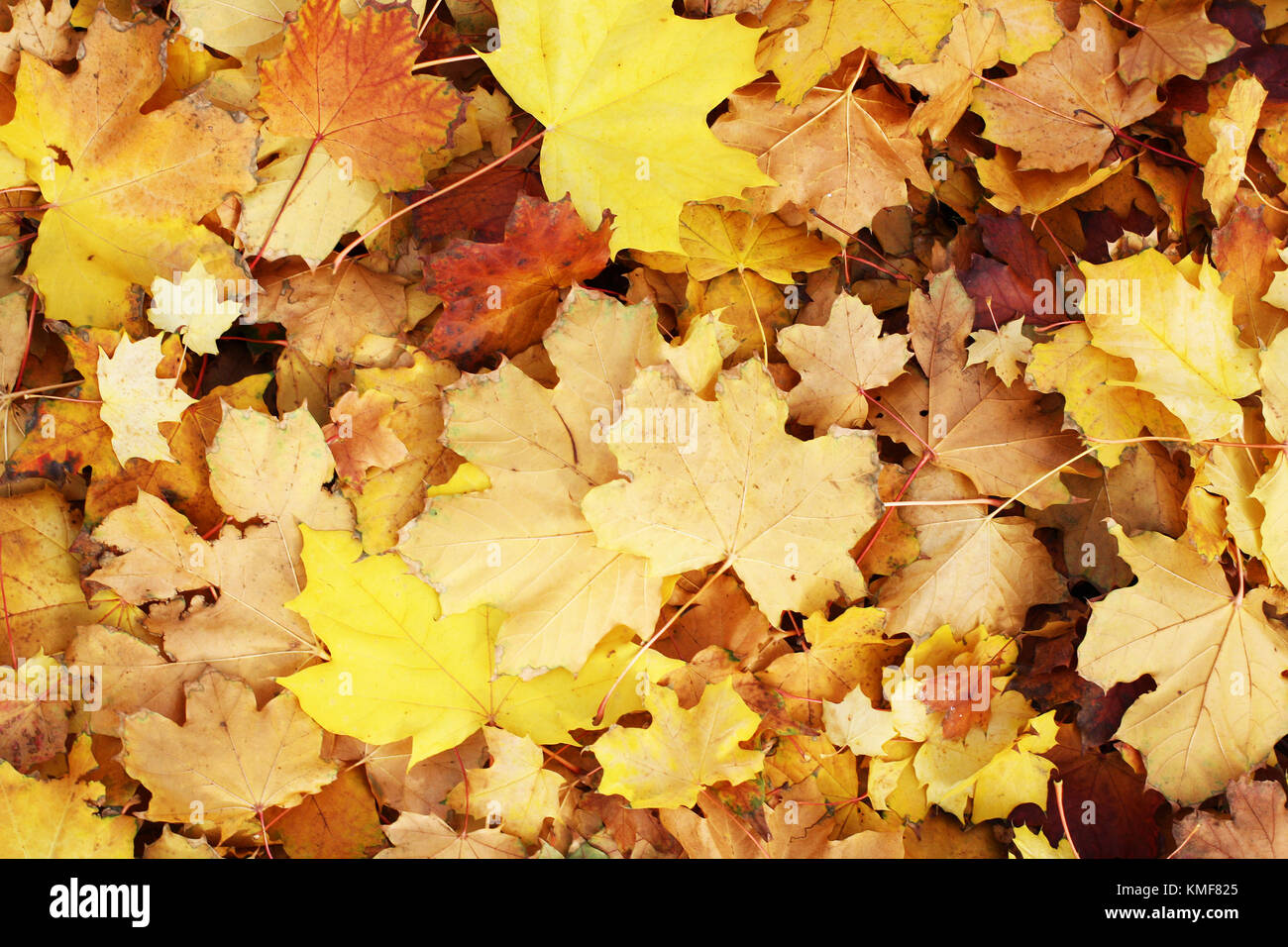 Bella autunno cadono le foglie foglia texture. sfondo marrone giallo vivace colorato modello foglia closeup texture di sfondo. Foto Stock