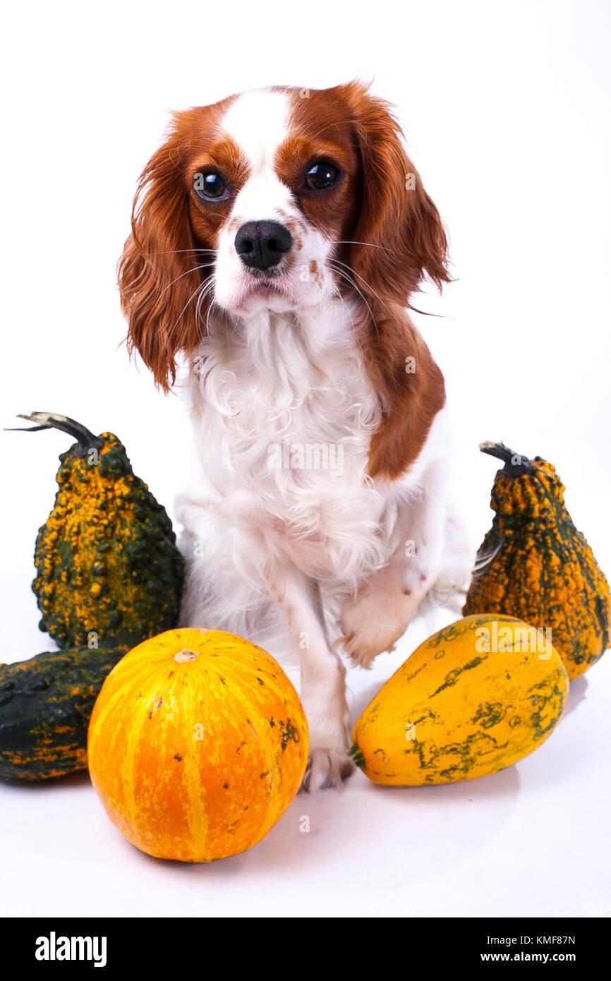 Carino il Cavalier King Charles Spaniel cucciolo di cane sul bianco isolato di sfondo per studio. Cucciolo di cane con zucche vegetale di zucca. Ringraziamento o il concetto di vacanza. Foto Stock