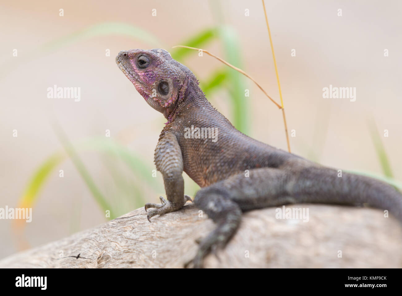 Mwanza a testa piatta rock AGAMA SA, Serengeti National Park, Tanzania. Foto Stock