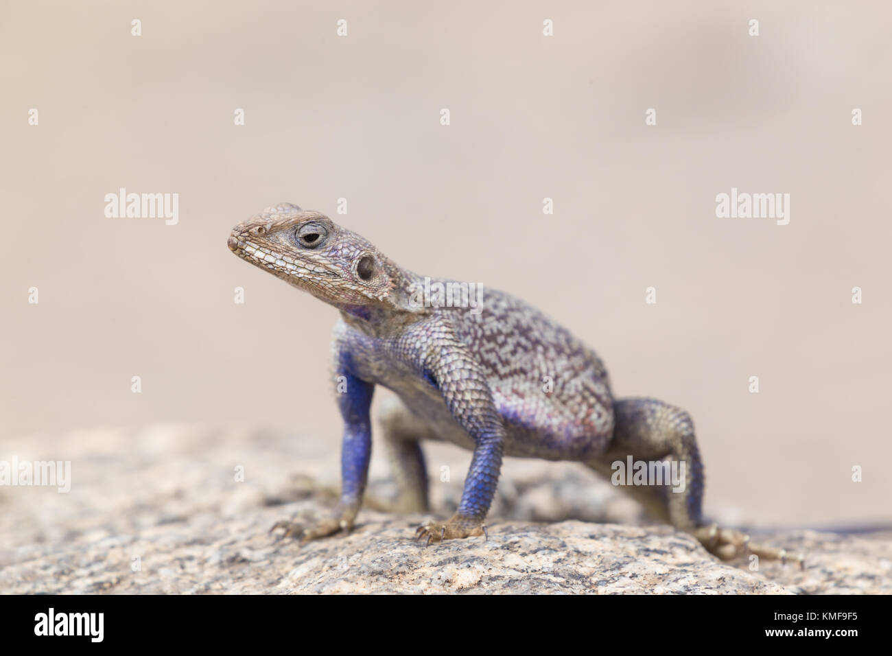 Mwanza a testa piatta rock AGAMA SA, Serengeti National Park, Tanzania. Foto Stock