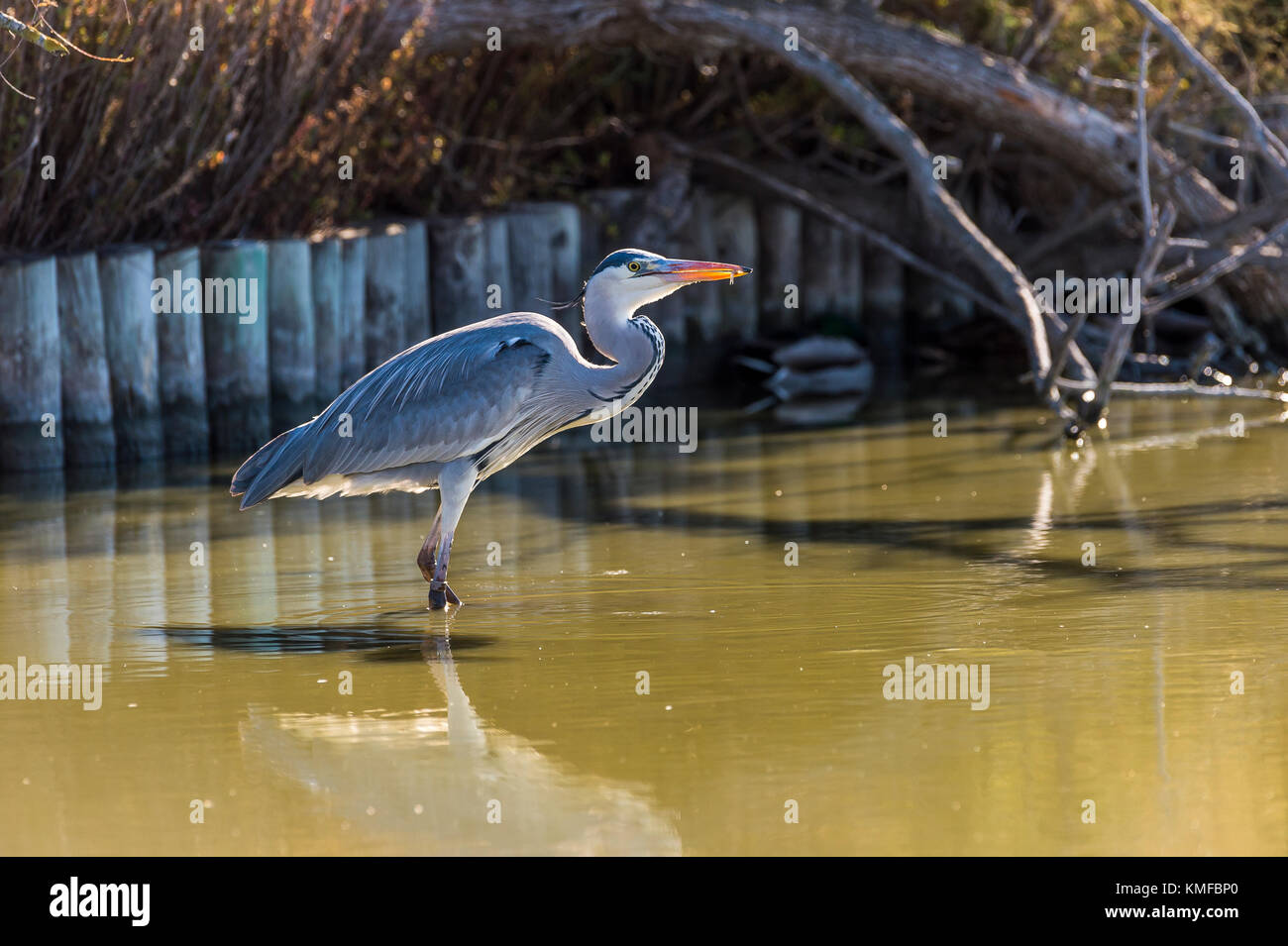 Héron Cendré, Ardera Cinerea , Pont de Gau Camargue Francia Foto Stock