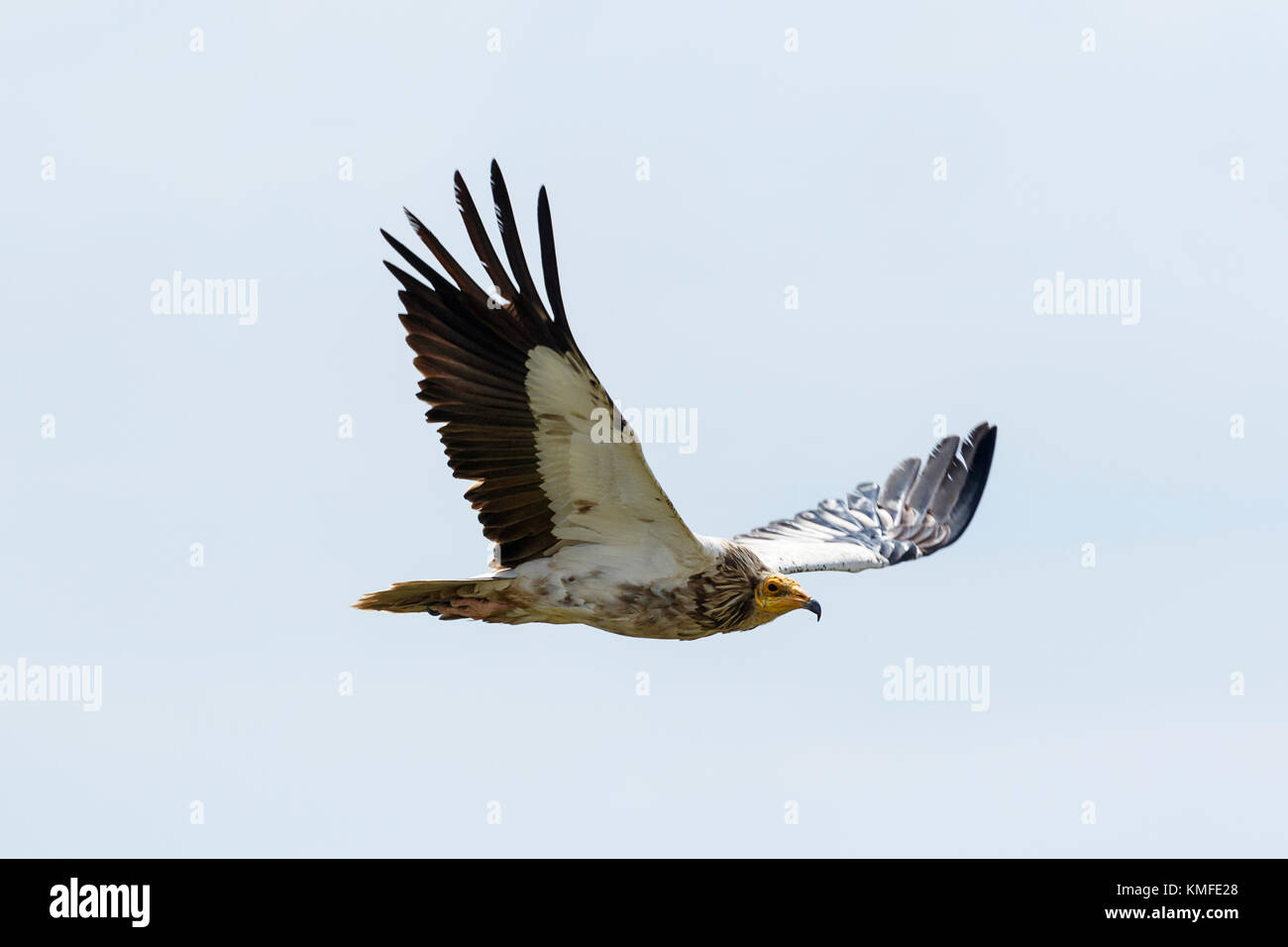 Un giovane selvaggio capovaccaio vola gratis. Questo è il più bravi del vulture specie del mondo. Essi ha rotto le uova utilizzando pietre! Foto Stock