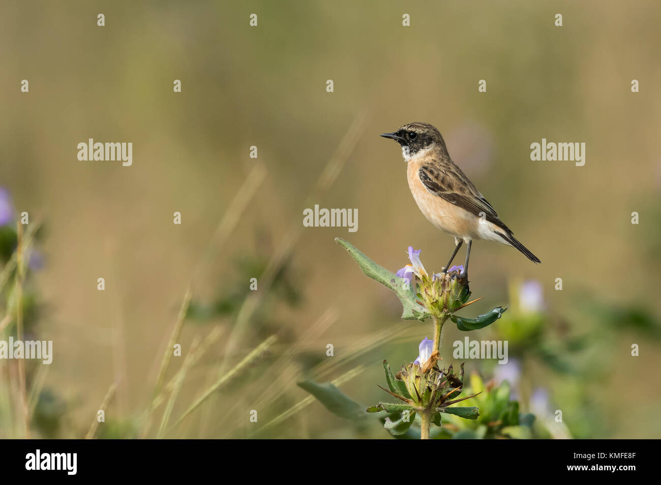 Ritratto di stonechat maschile seduto su un fiore selvatico Foto Stock