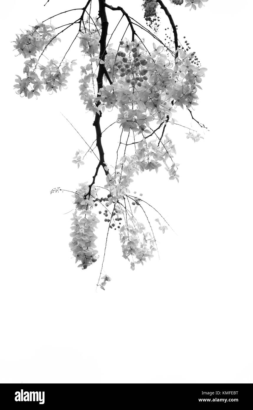 Fiori di colore originale luminoso giallo limone, modificati per vari colori funky, Townsville, Queensland, Australia Foto Stock