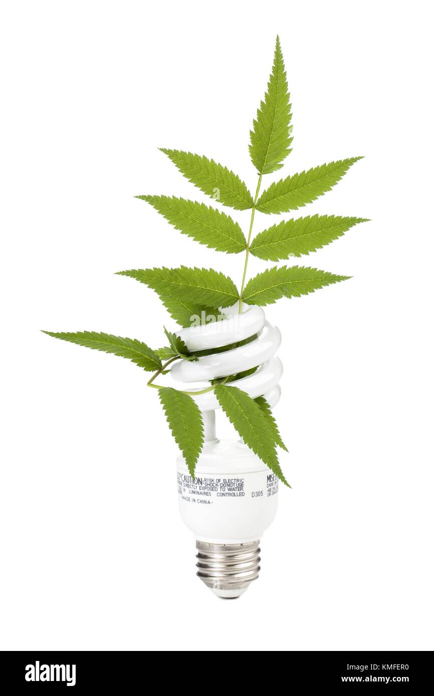 Lampadina con foglie Foto Stock