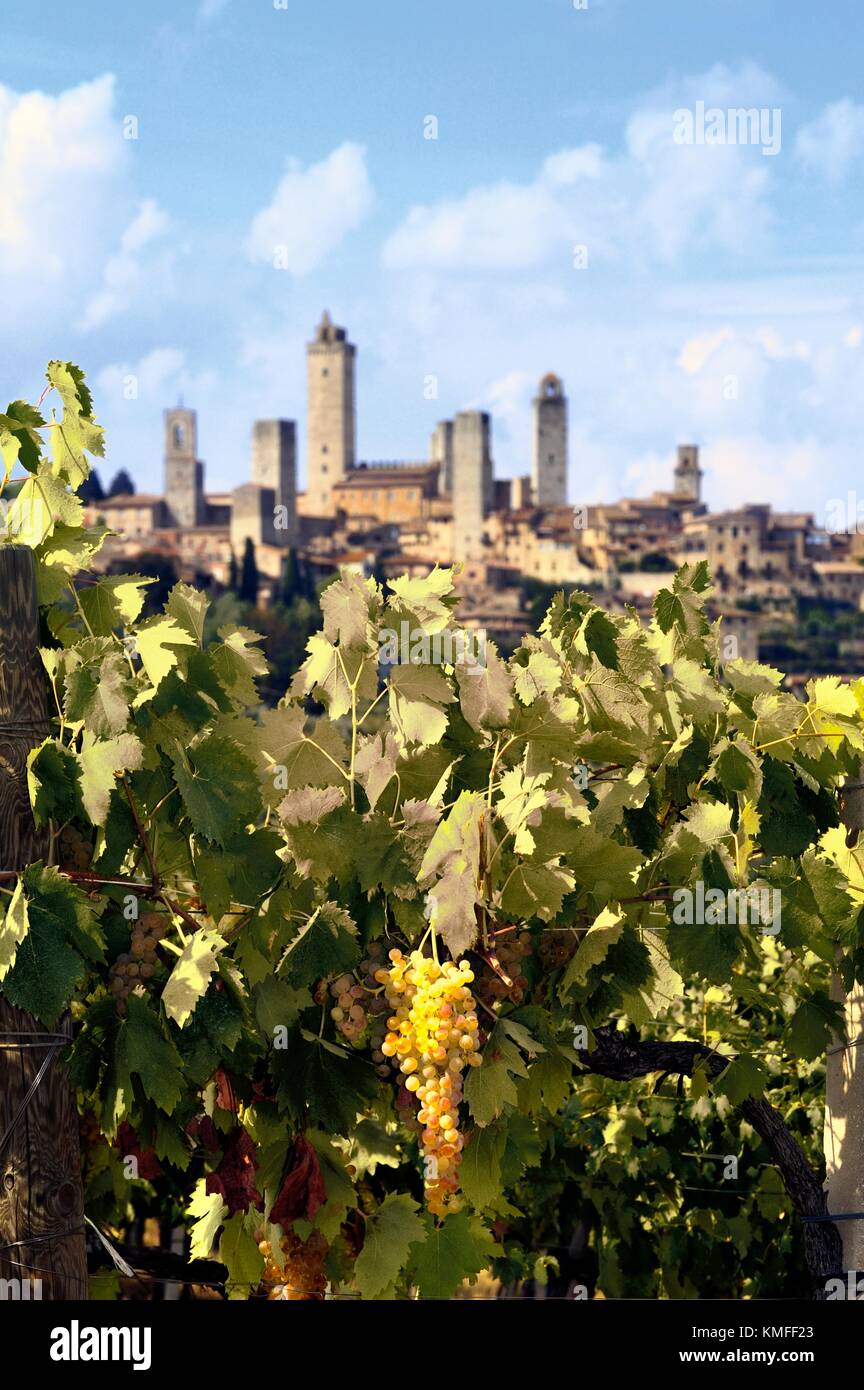 San Gimignano, Toscana, Italia. Colle medievale città sorge fuori fuoco dietro le vigne di locale tipico vino bianco Vernaccia Foto Stock