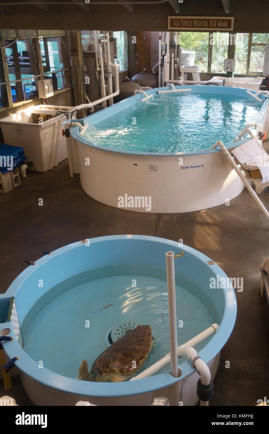 Le tartarughe di mare in serbatoi di Marine Science Center sea turtle centro di riabilitazione in Ponce Inlet, Florida, Stati Uniti d'America. Foto Stock