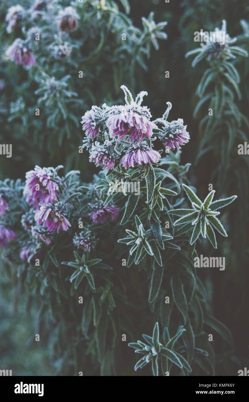 Bellissimi fiori aster. Rosa dell'umore. Foto Stock