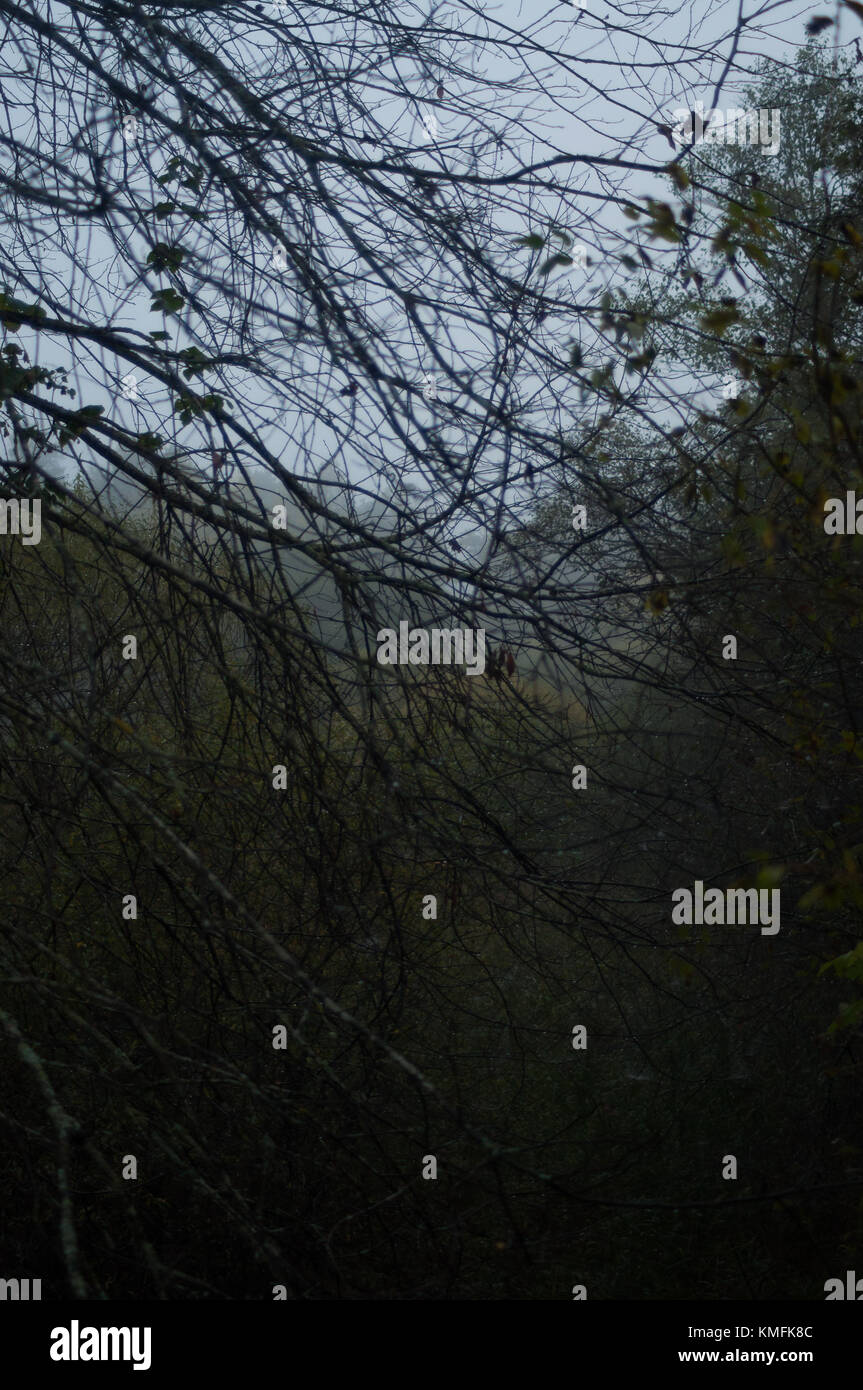 Dure autunno scena con rami. Foto Stock