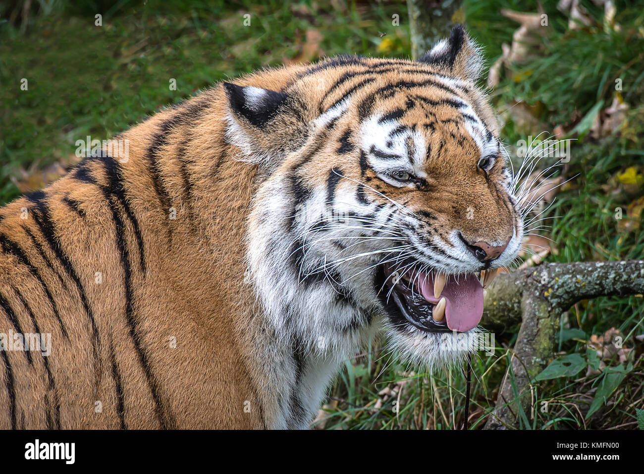 Un molto vicino ritratto della testa di una tigre che ululano e mostra i denti Foto Stock