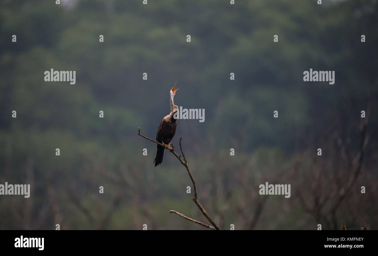 Oriental darter uccello con becchi aperto Foto Stock