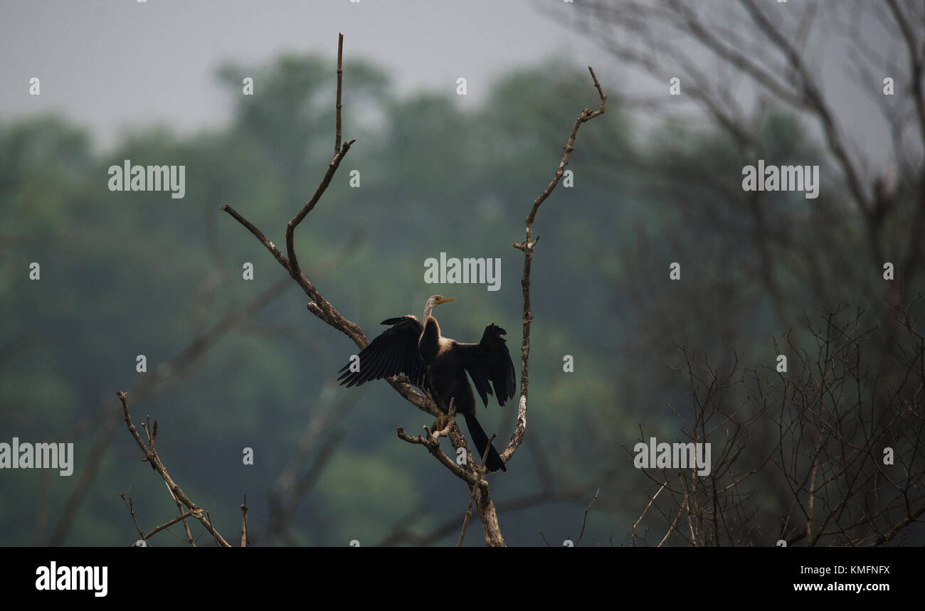 Oriental darter uccello appollaiato su un albero di asciugatura superiore le sue ali Foto Stock