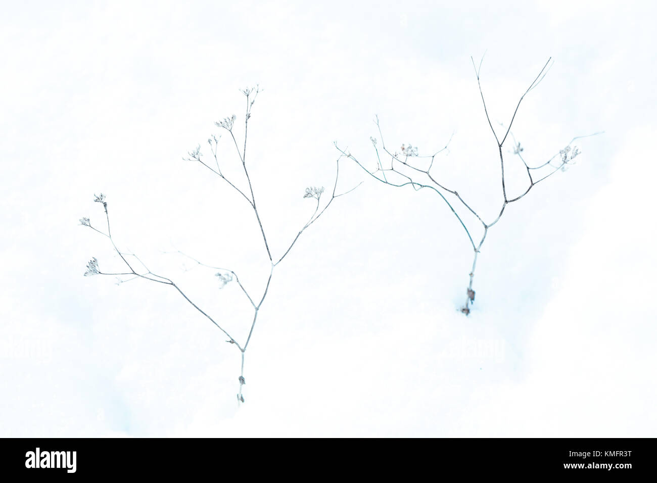 neve e pianta Foto Stock