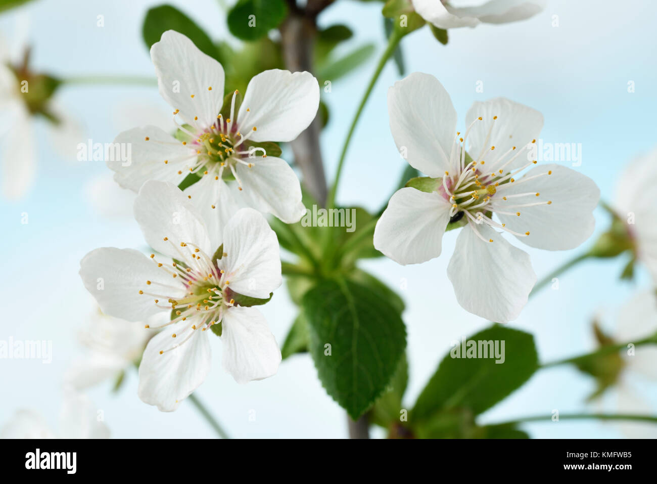 Fiore di ciliegio Foto Stock