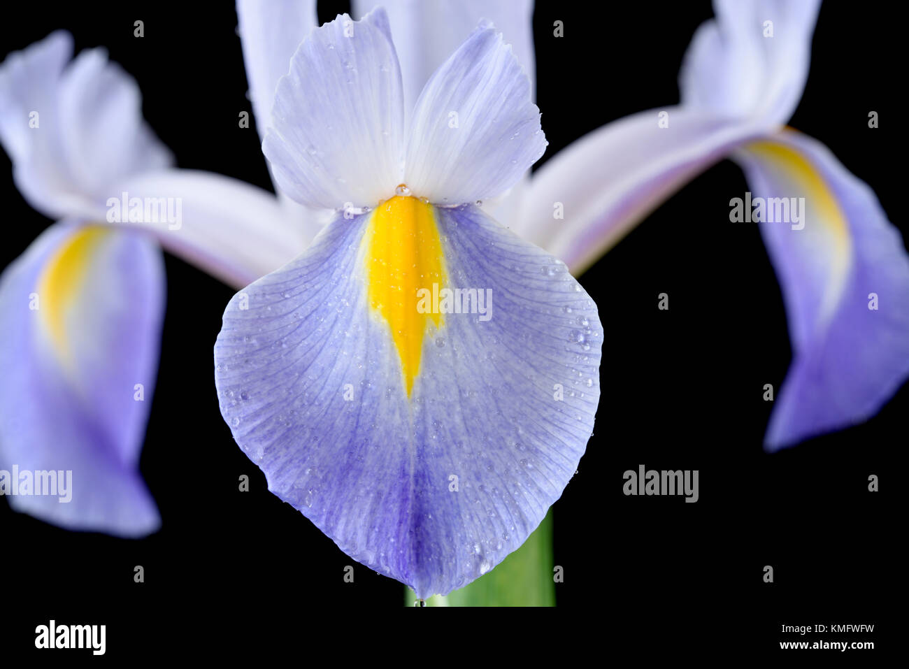 Olandese Iris Foto Stock