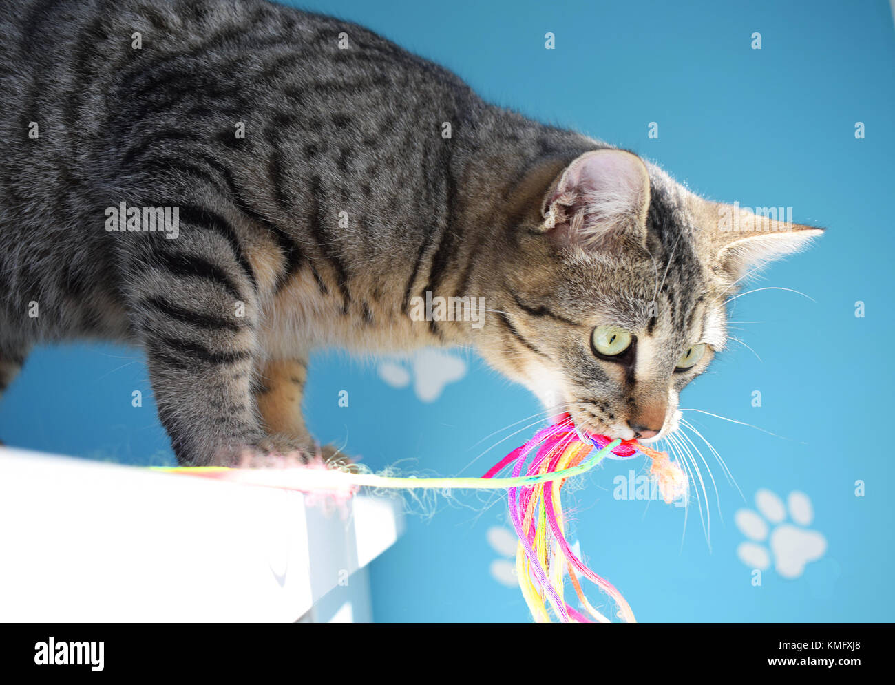 Tabby cat giocando con colorati canna da pesca Foto Stock