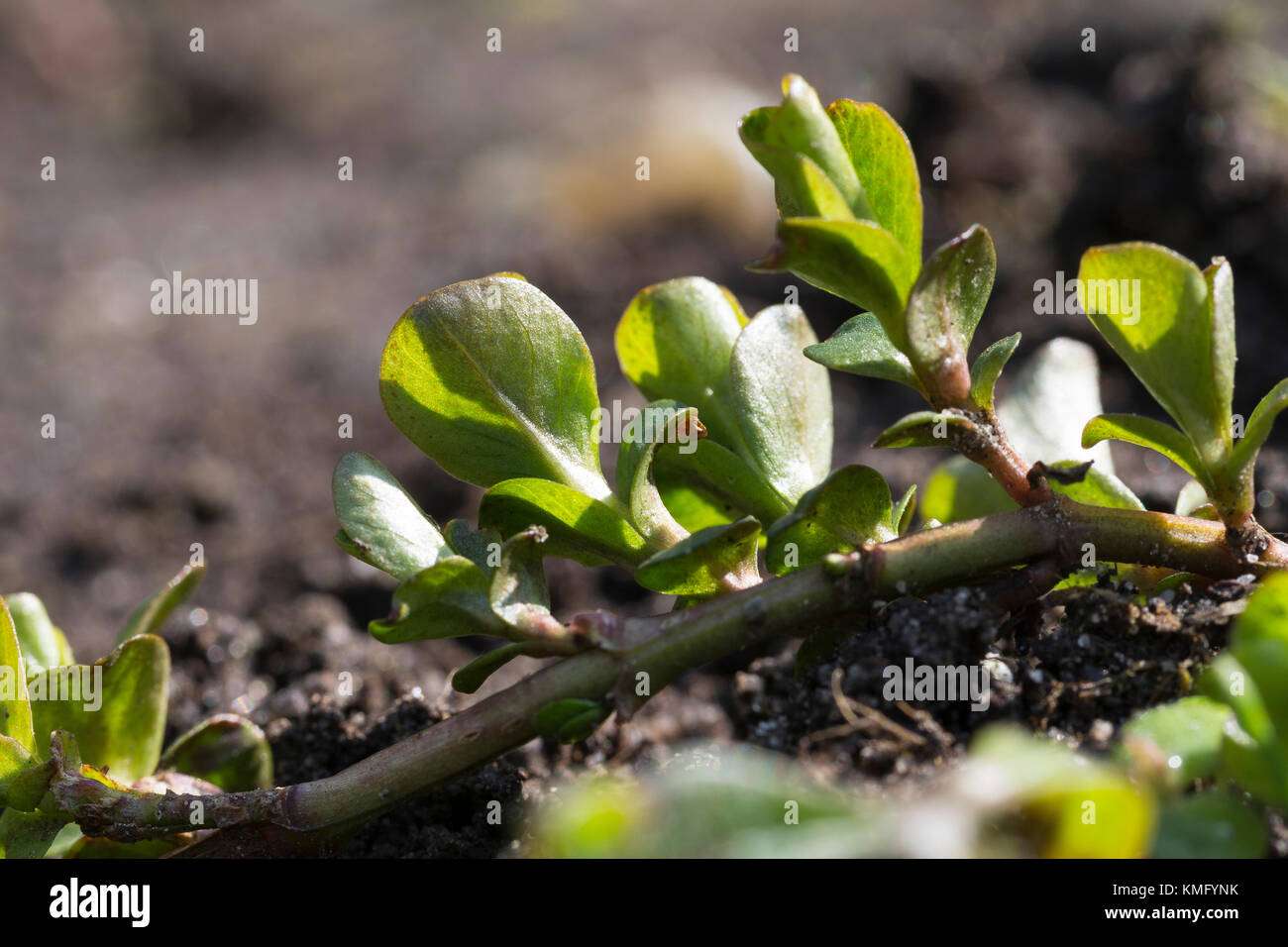 Pfennigkraut, Blatt, Blätter, Pfennig-Gilbweiderich, Lysimachia nummularia, Jenny strisciante Foto Stock