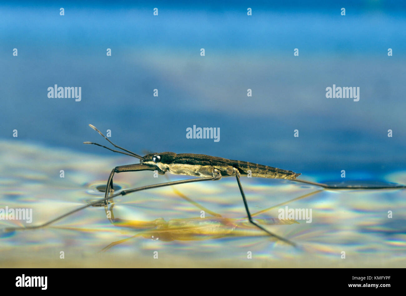 Wasserläufer, Wasserschneider, Schneider, Gerris spec., pattinatore, skipper d'acqua, strider d'acqua comune, Wasserläufer, Gerridae, striatori d'acqua, wate Foto Stock