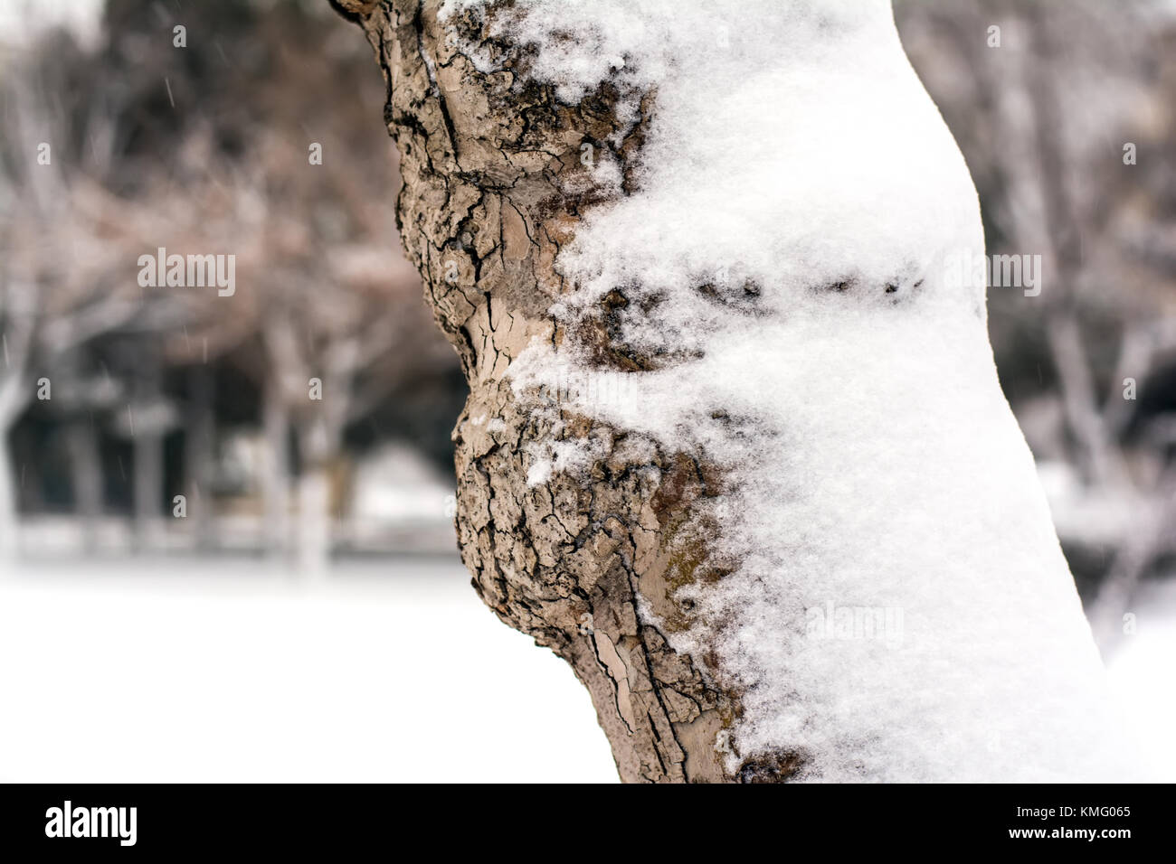 Modelli di inverno sugli alberi, coperta di neve alberi Foto Stock