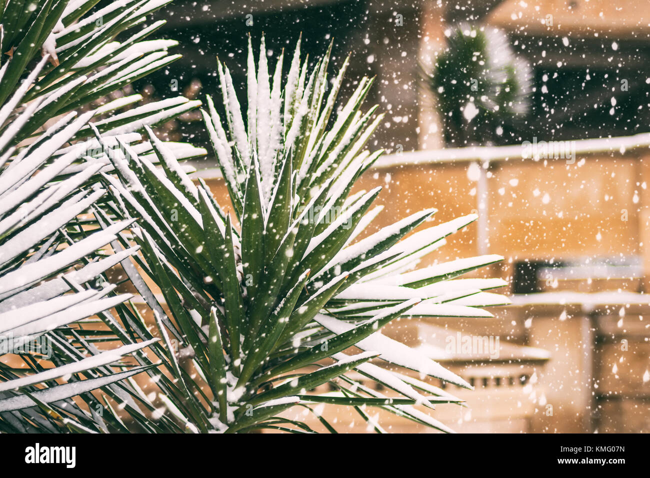 Coperta di neve Palm tree Foto Stock