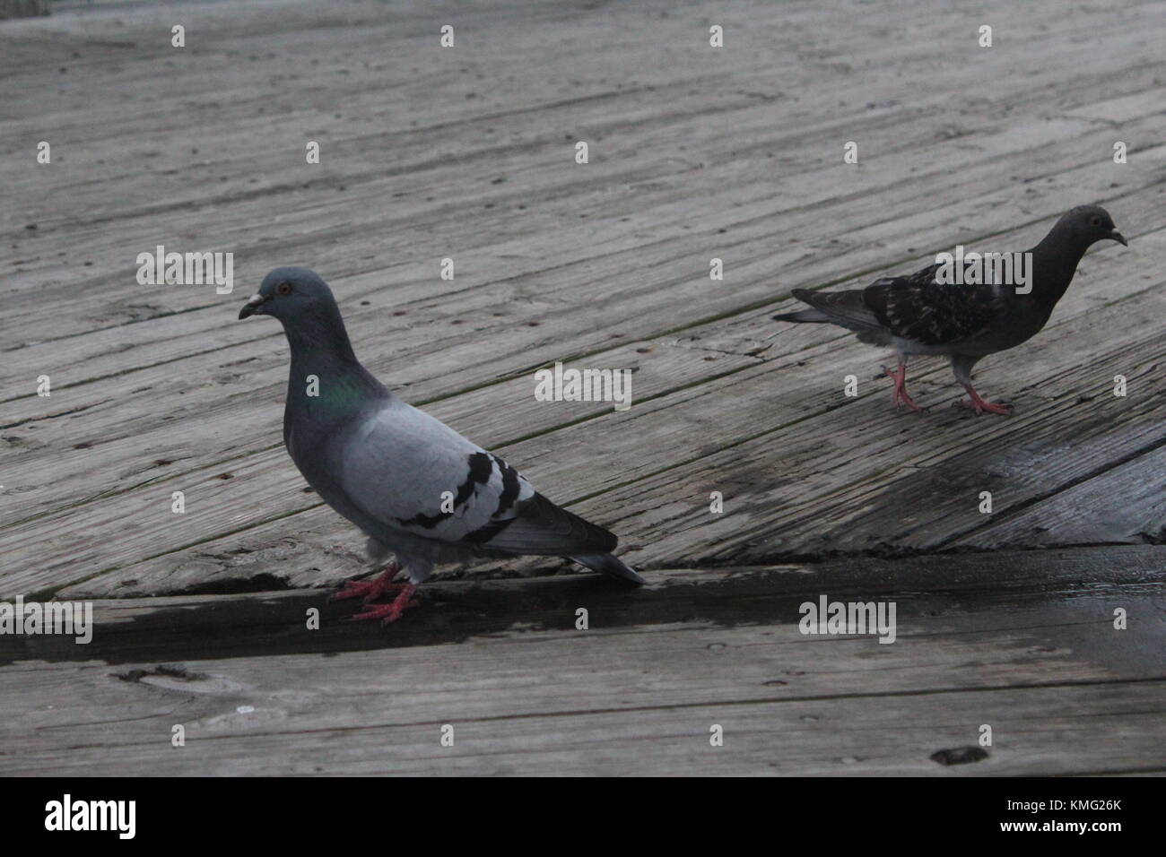 Virginia Beach uccelli Foto Stock