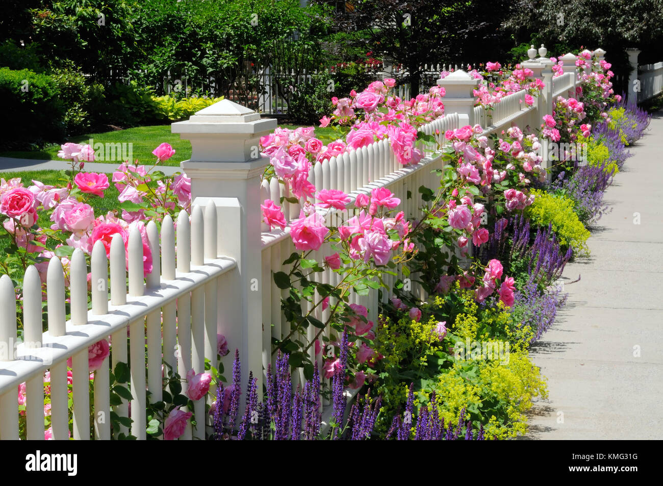White Picket Fence e rosa rose rampicanti, blu, verde e viola confine con la salvia, nepitella, salvia, lady… mantello colorato giardino confine. Foto Stock