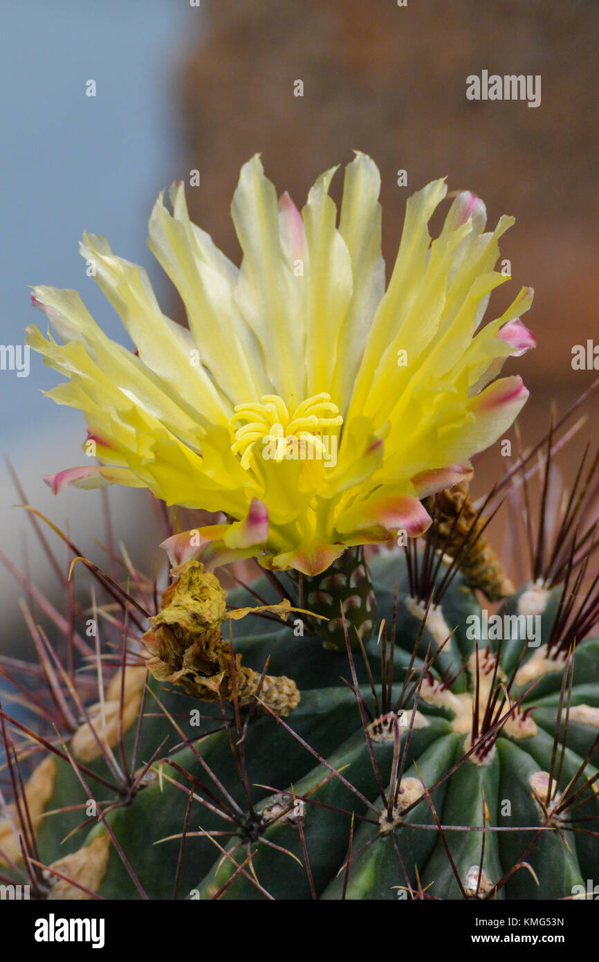 Un giallo fiore di cactus vicino. Foto Stock