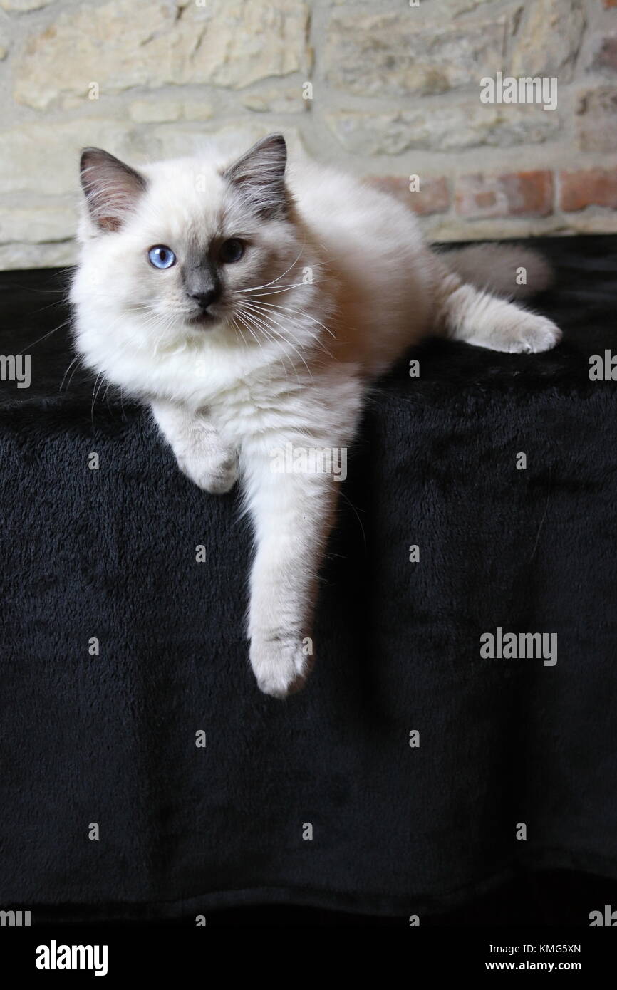 Gattini ragdoll, gatti Foto Stock