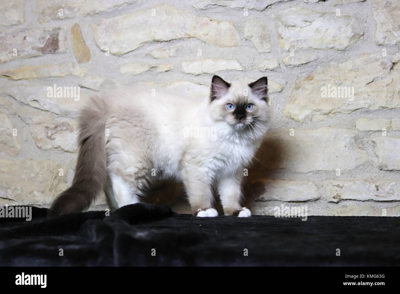 Gattini ragdoll, gatti Foto Stock