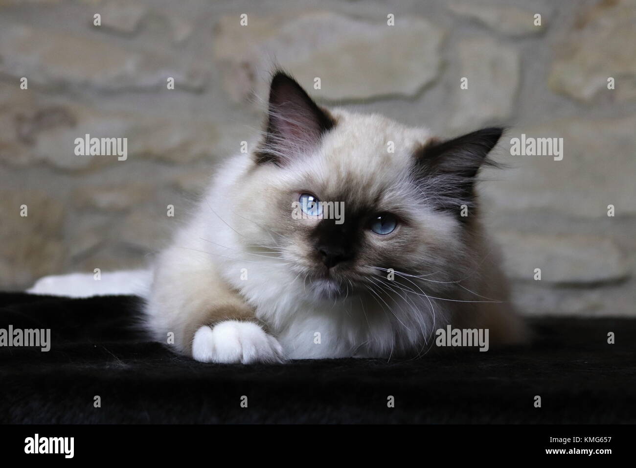 Gattini ragdoll, gatti Foto Stock