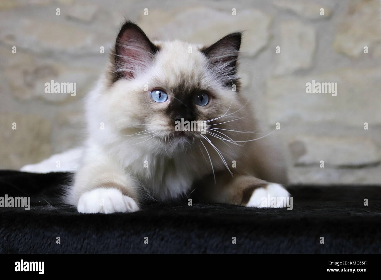 Gattini ragdoll, gatti Foto Stock