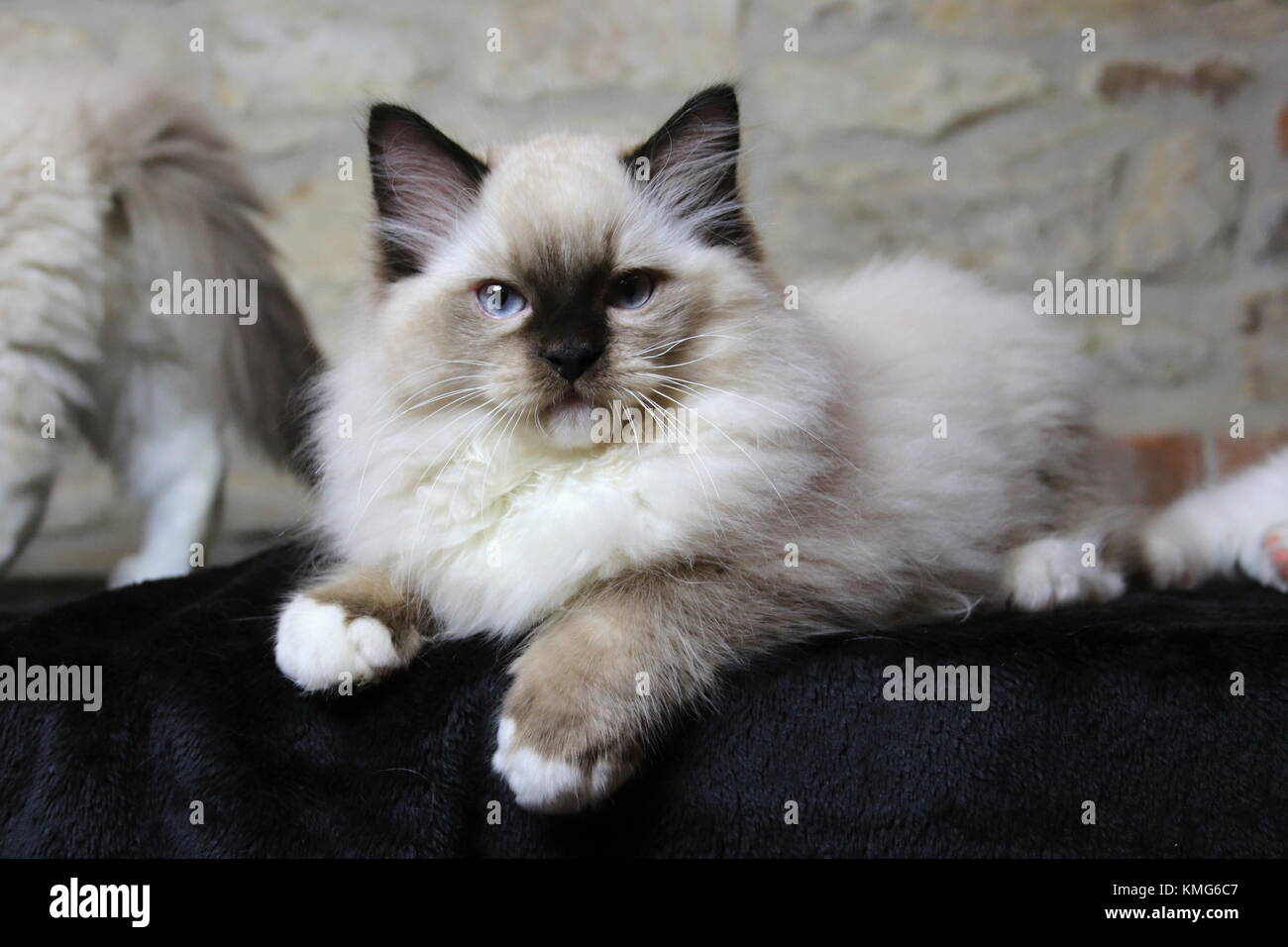 Gattini ragdoll, gatti Foto Stock