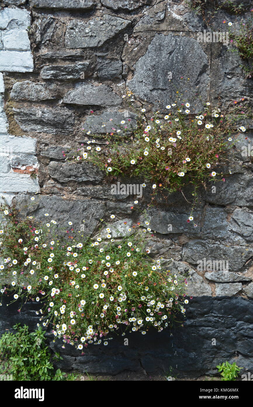 Wallflowers nel muro di pietra Foto Stock