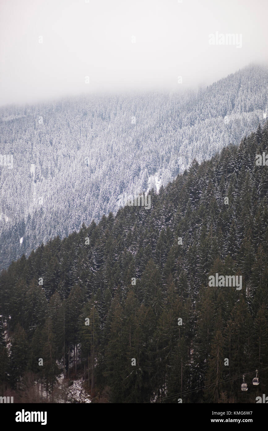 Vista panoramica della coperta di neve alberi in foresta Foto Stock