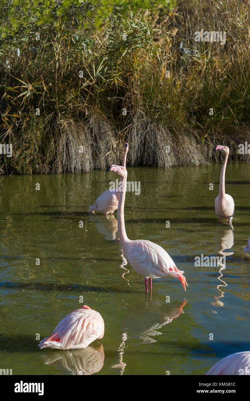 PONT DE GAU, CAMARGUE, FLAMANTS ROSES, BDR FRANCIA 13 Foto Stock