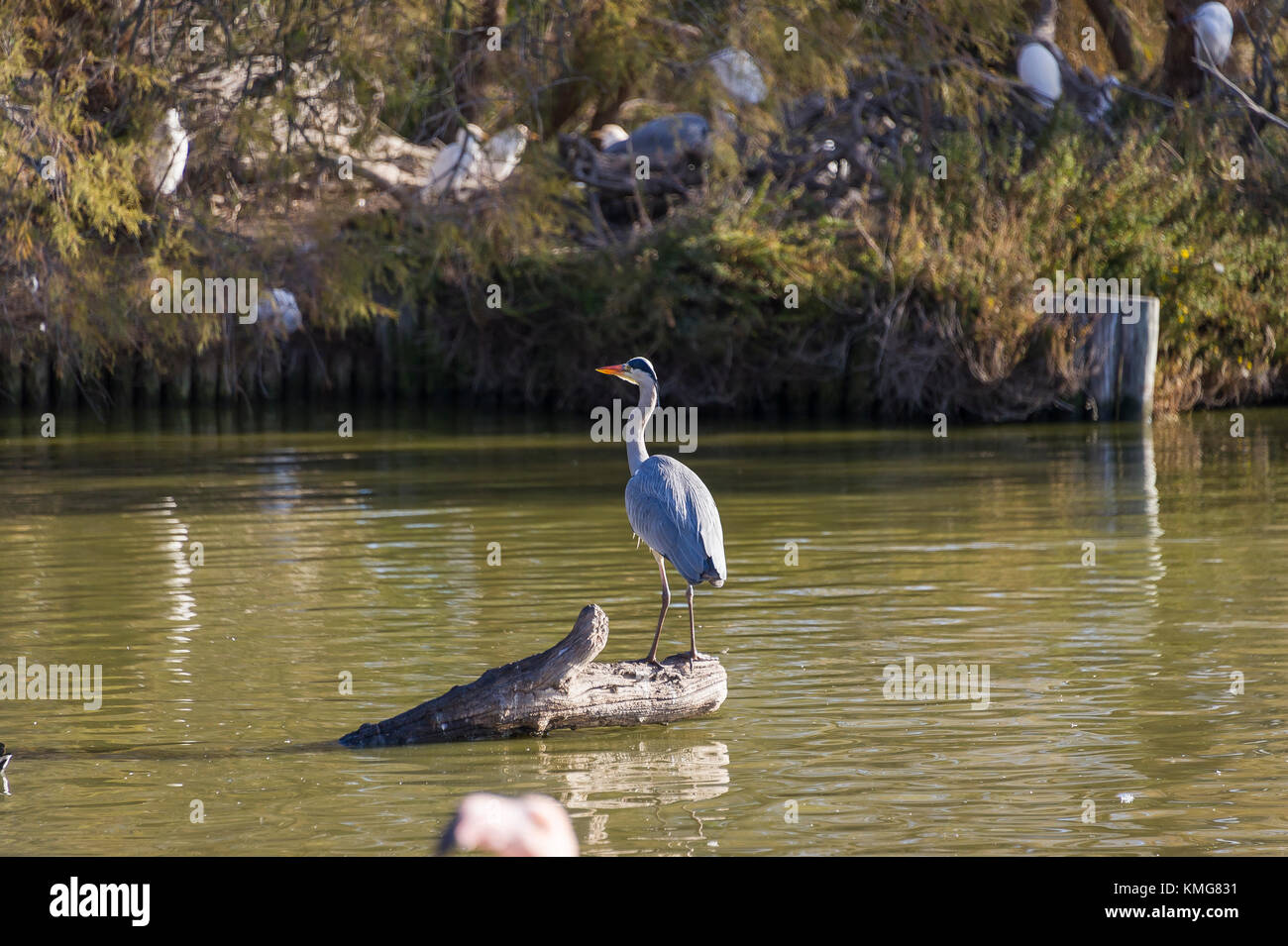 PONT DE GAU, CAMARGUE, HERON CENDRE, BDR 13 Foto Stock