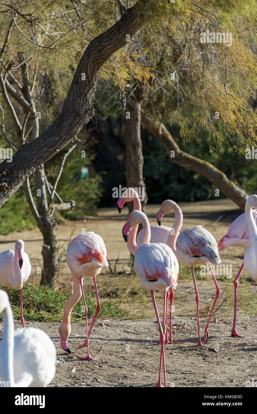 PONT DE GAU, CAMARGUE, FLAMANTS ROSES, BDR FRANCIA 13 Foto Stock