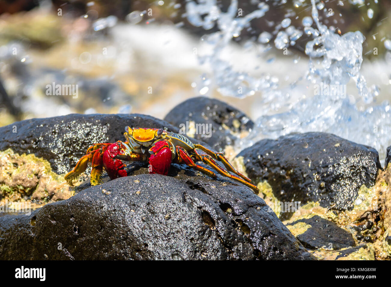 Colorato Granchio rosso (Goniopsis cruentata) a Praia do Sancho Spiaggia - Fernando de Noronha, Pernambuco, Brasile Foto Stock