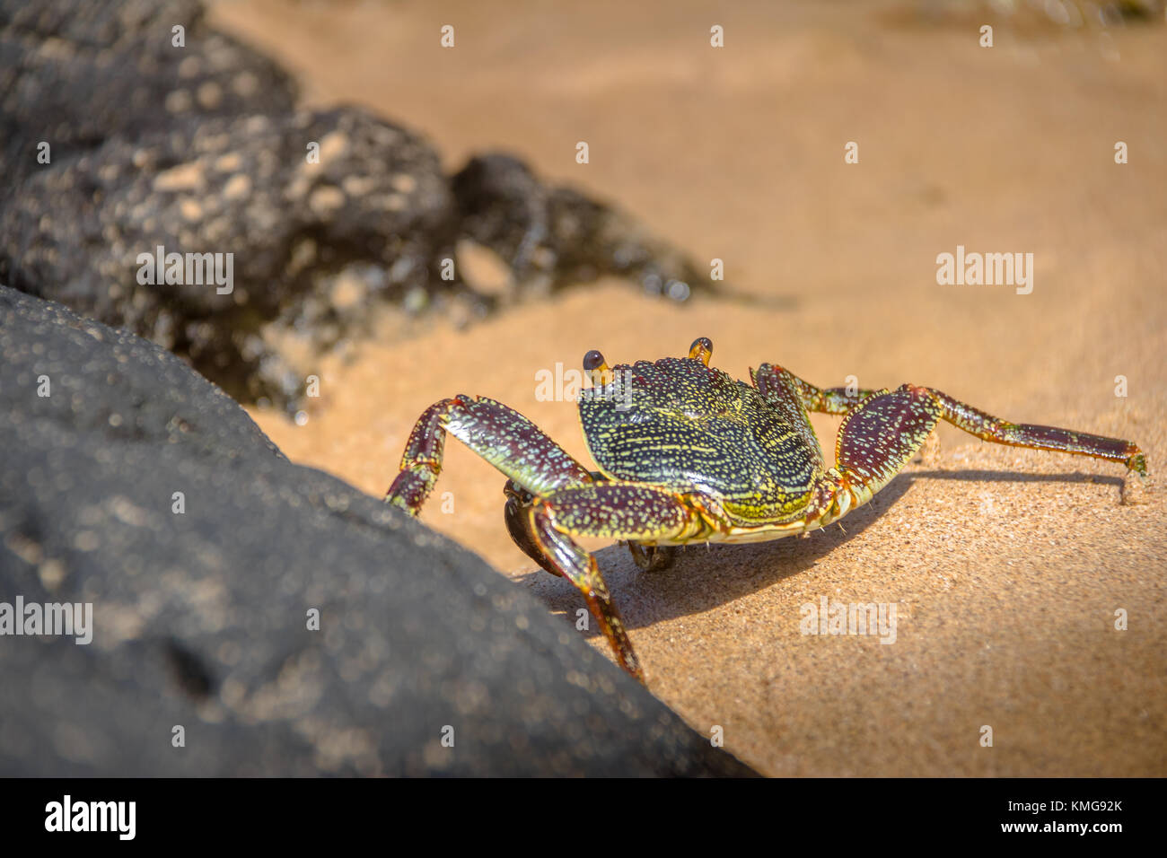 Colorato Granchio rosso (Goniopsis cruentata) a Praia do Sancho Spiaggia - Fernando de Noronha, Pernambuco, Brasile Foto Stock