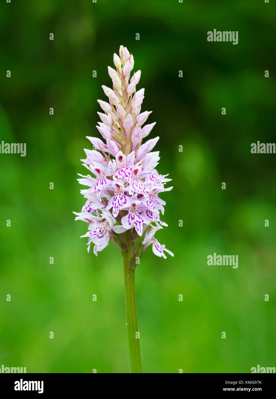 Wild spotted comune, orchidea Dactylorhiza fuchsii, su morbido sfondo verde, Lancashire, Regno Unito Foto Stock