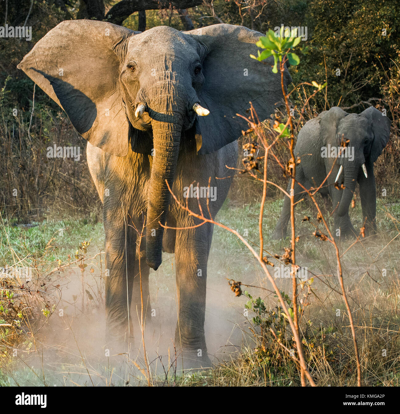 L'arrabbiato bush africano Elefante africano (Loxodonta africana) in polvere Foto Stock