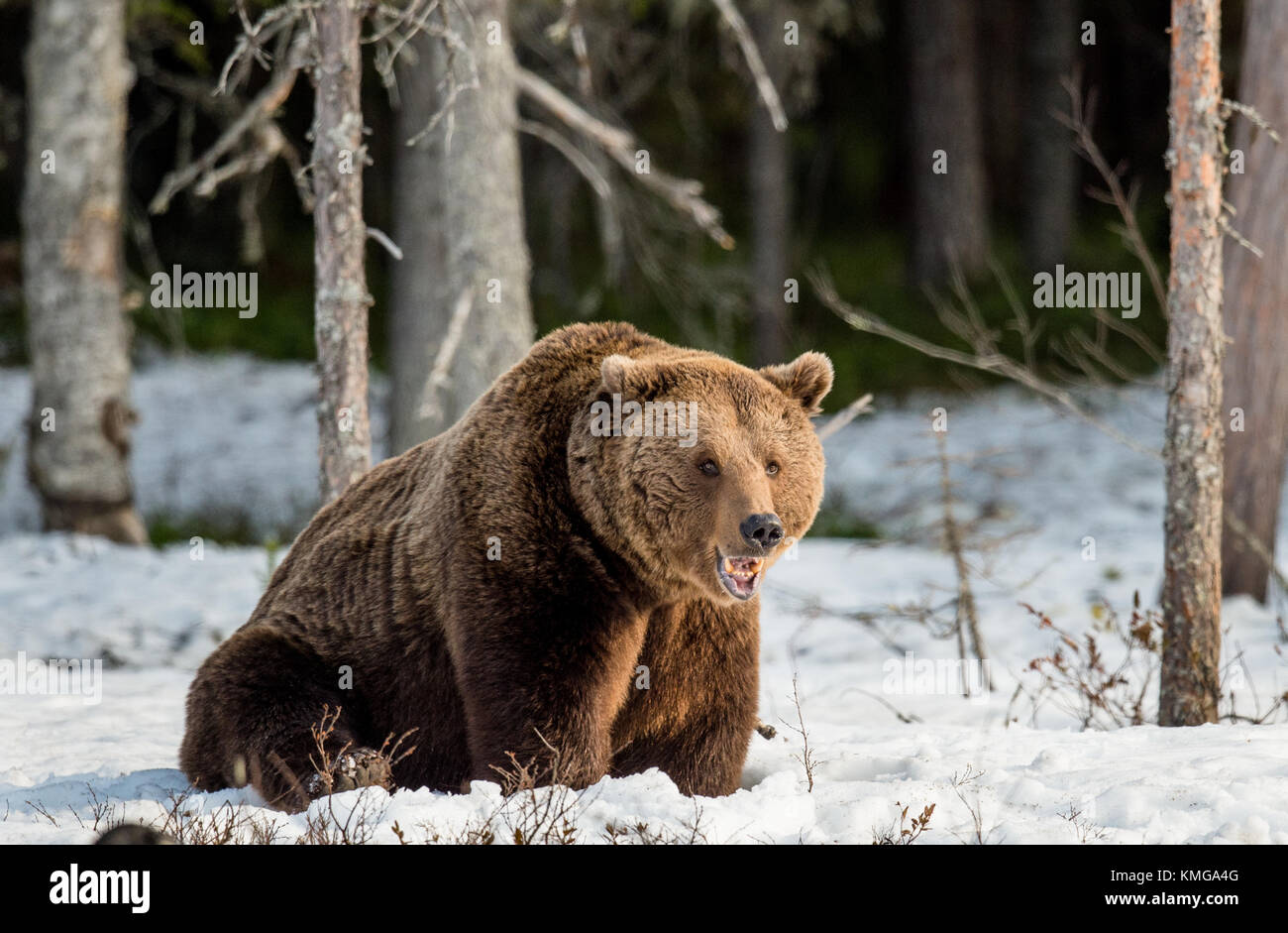 Close up ritratto di maschio adulto orso bruno su una coperta di neve palude nella foresta di primavera. eurasian l'orso bruno (Ursus arctos arctos) Foto Stock