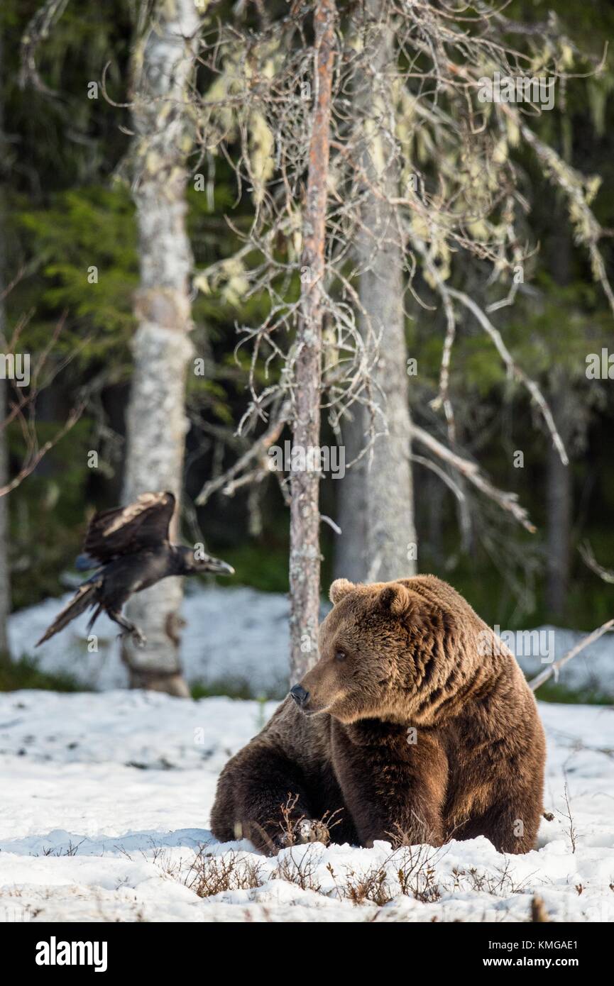 Close up ritratto di maschio adulto orso bruno su una coperta di neve palude nella foresta di primavera. eurasian l'orso bruno (Ursus arctos arctos) Foto Stock
