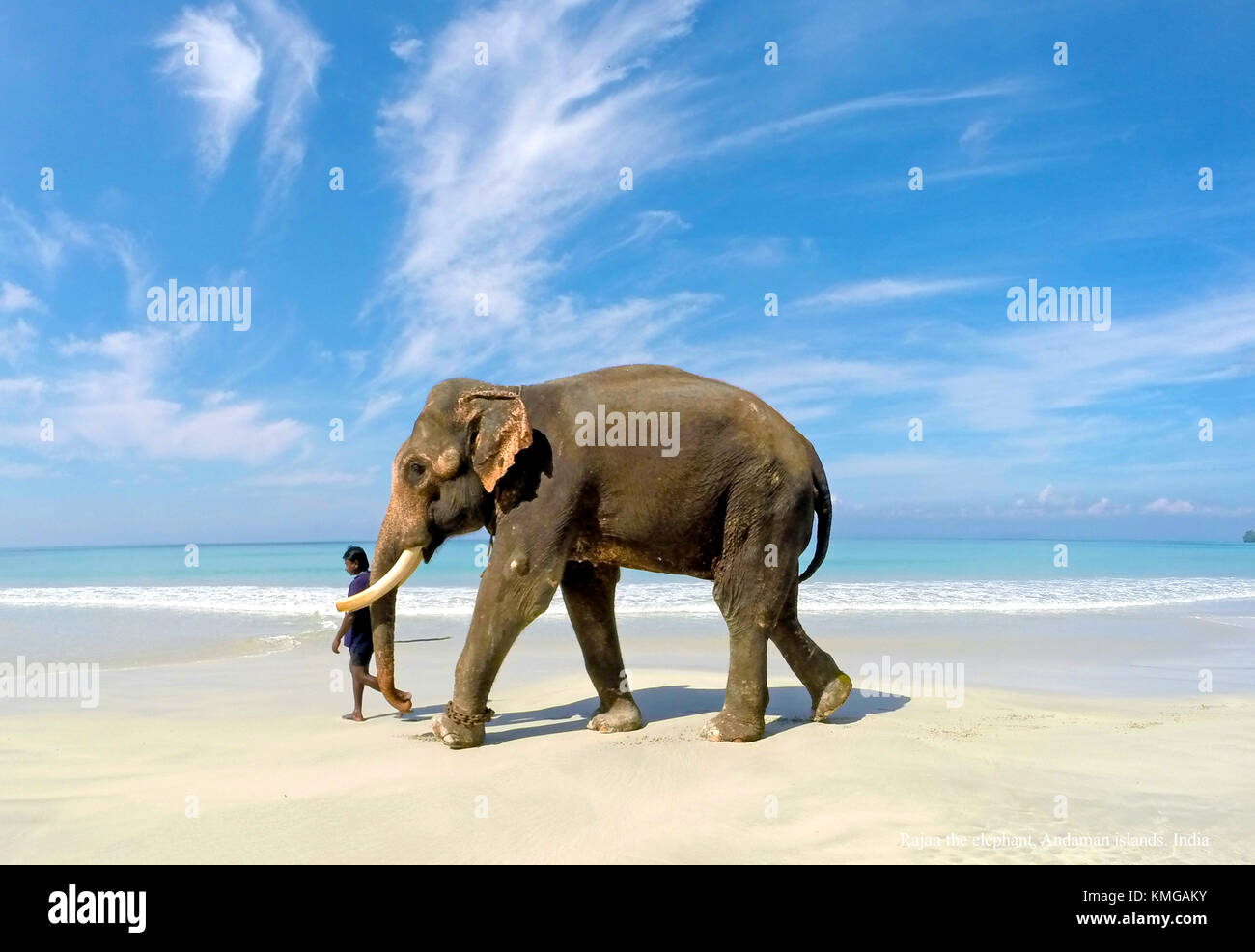 Rajan è l'elefante con il suo custode camminare la mattina presto su Radha Nagar spiaggia Spiaggia (numero 7) in Havelock island , Andamane e Nicobare. India. Foto Stock